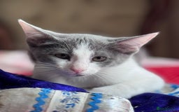 Oriental cats for sale: Ready now! Beautiful oriental mix kittens  - Image 14