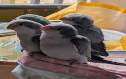 Parakeets birds for sale: Hand reared tamed white and cobalt Quaker parrots  - Image 18