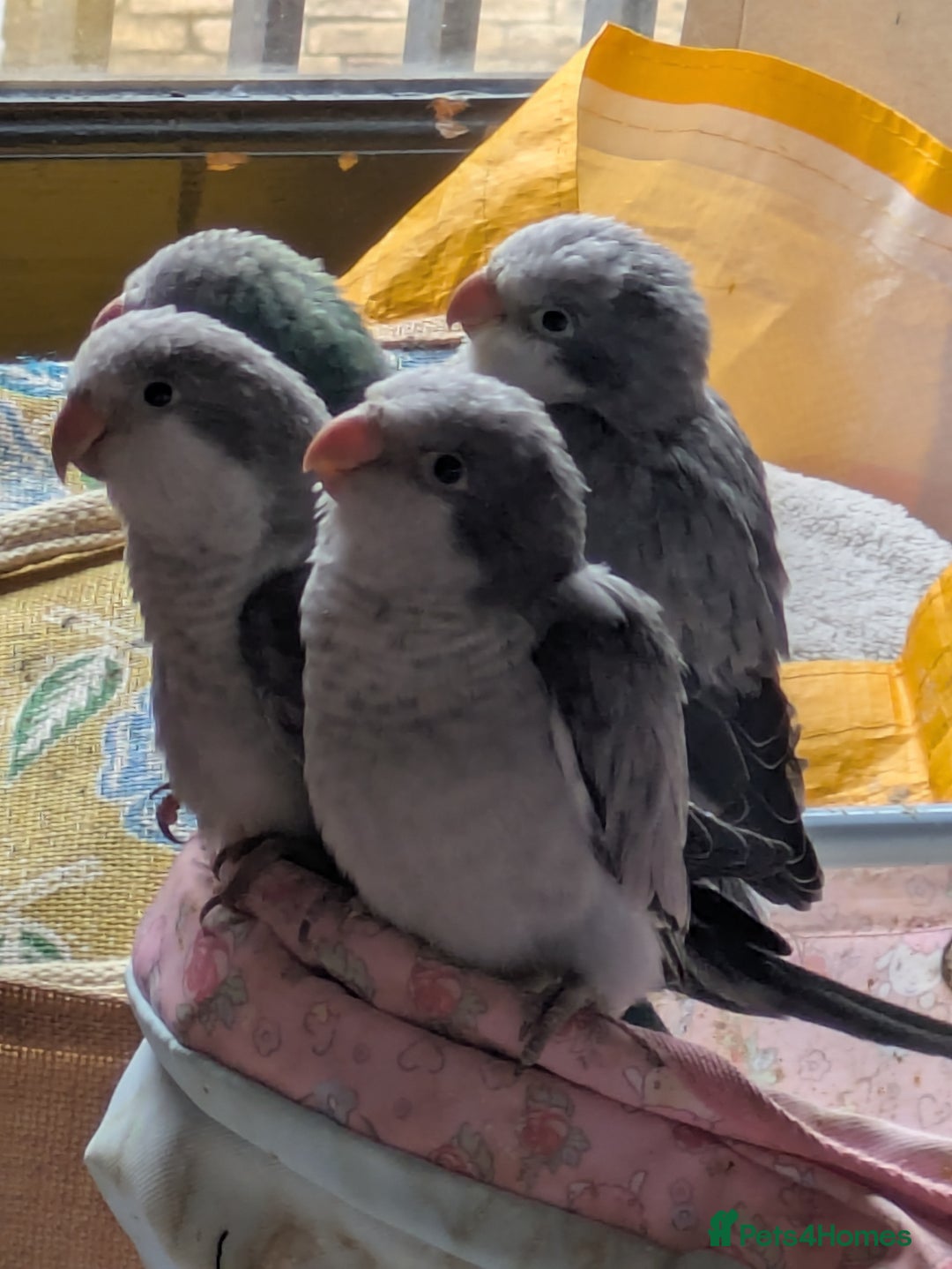 Parakeets birds for sale: Hand reared tamed white and cobalt Quaker parrots  - Image 18