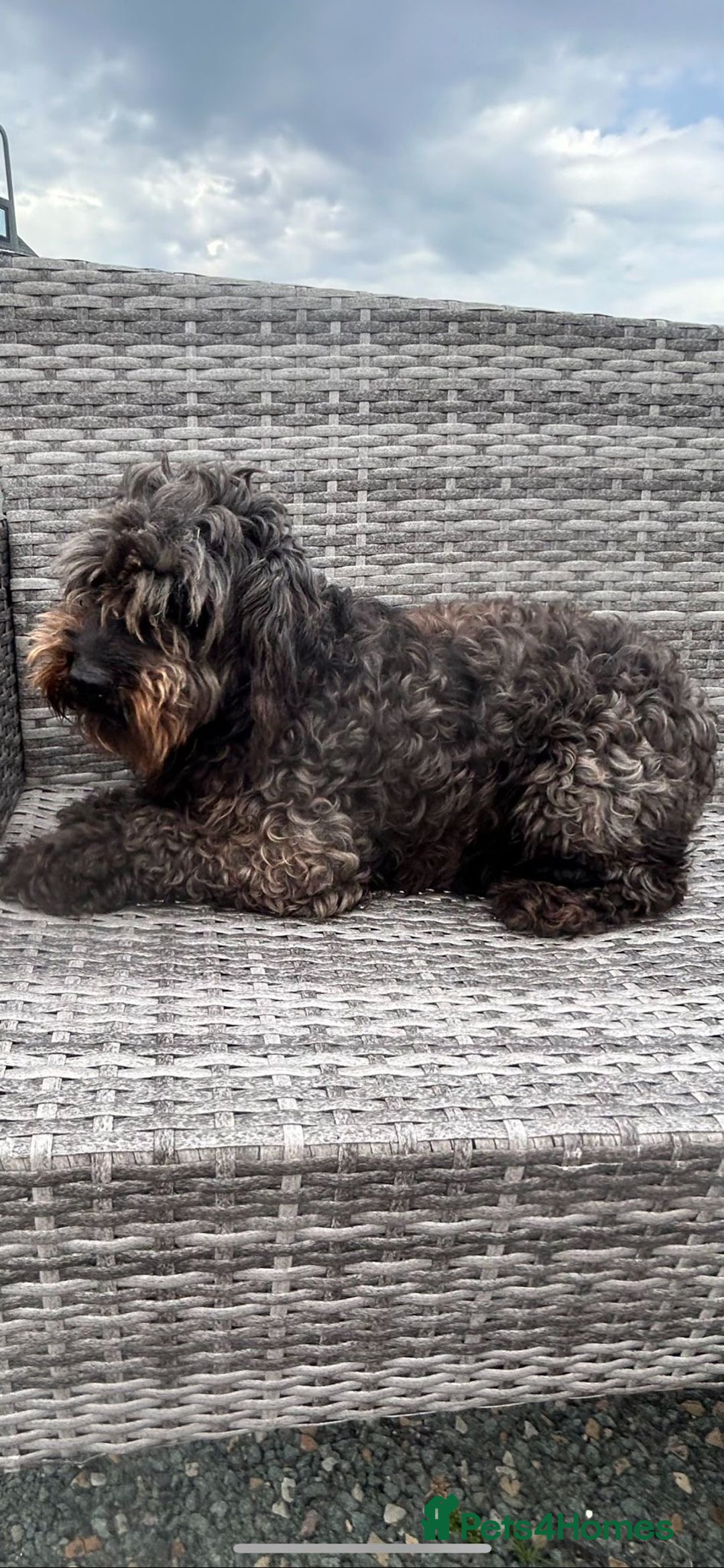 Cockapoo dogs for sale: Cockpit f2  - Image 4