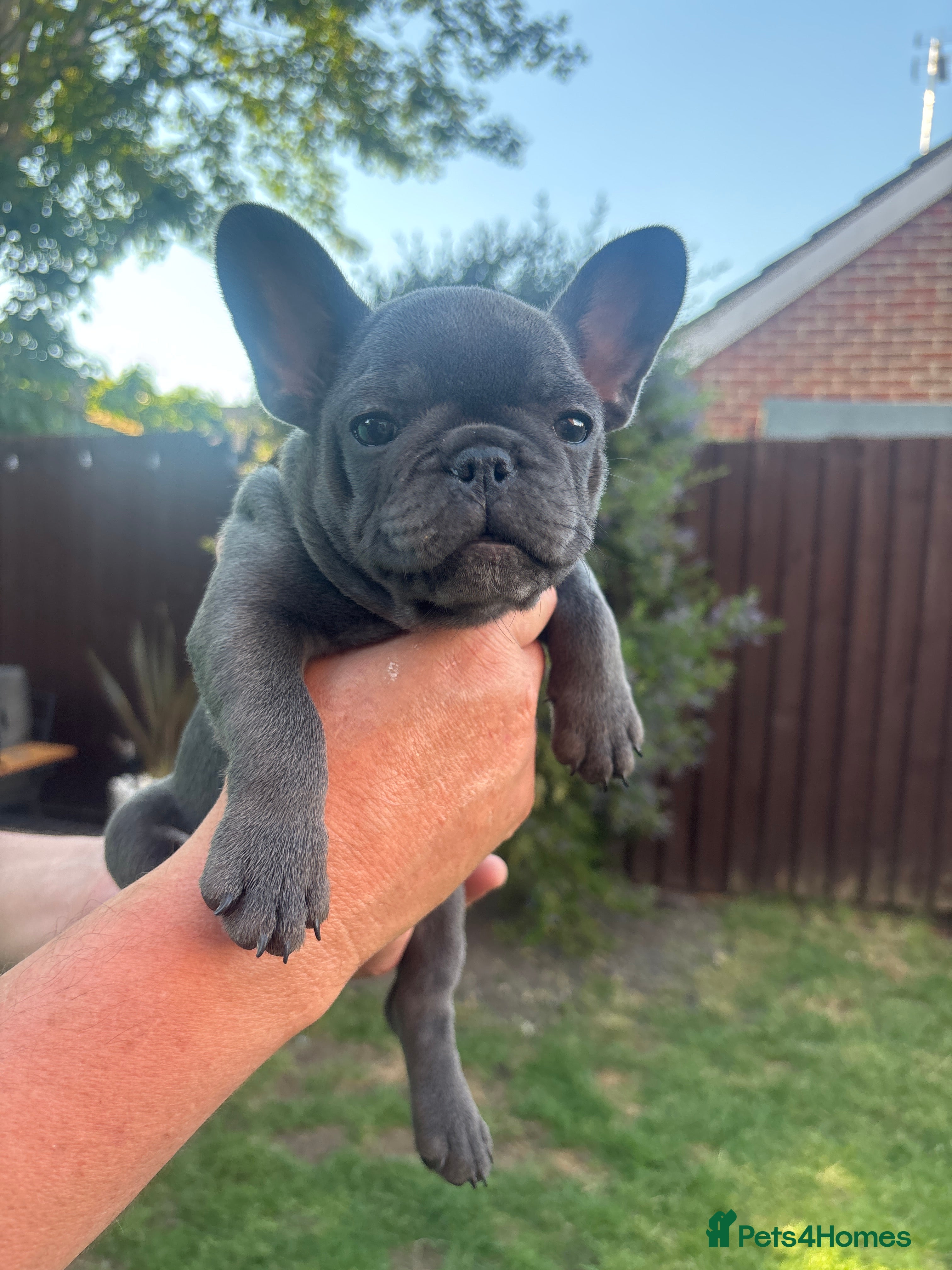 French Bulldog dogs Beautiful Blue/Blue Fawn French bulldog pups - Advert 2
