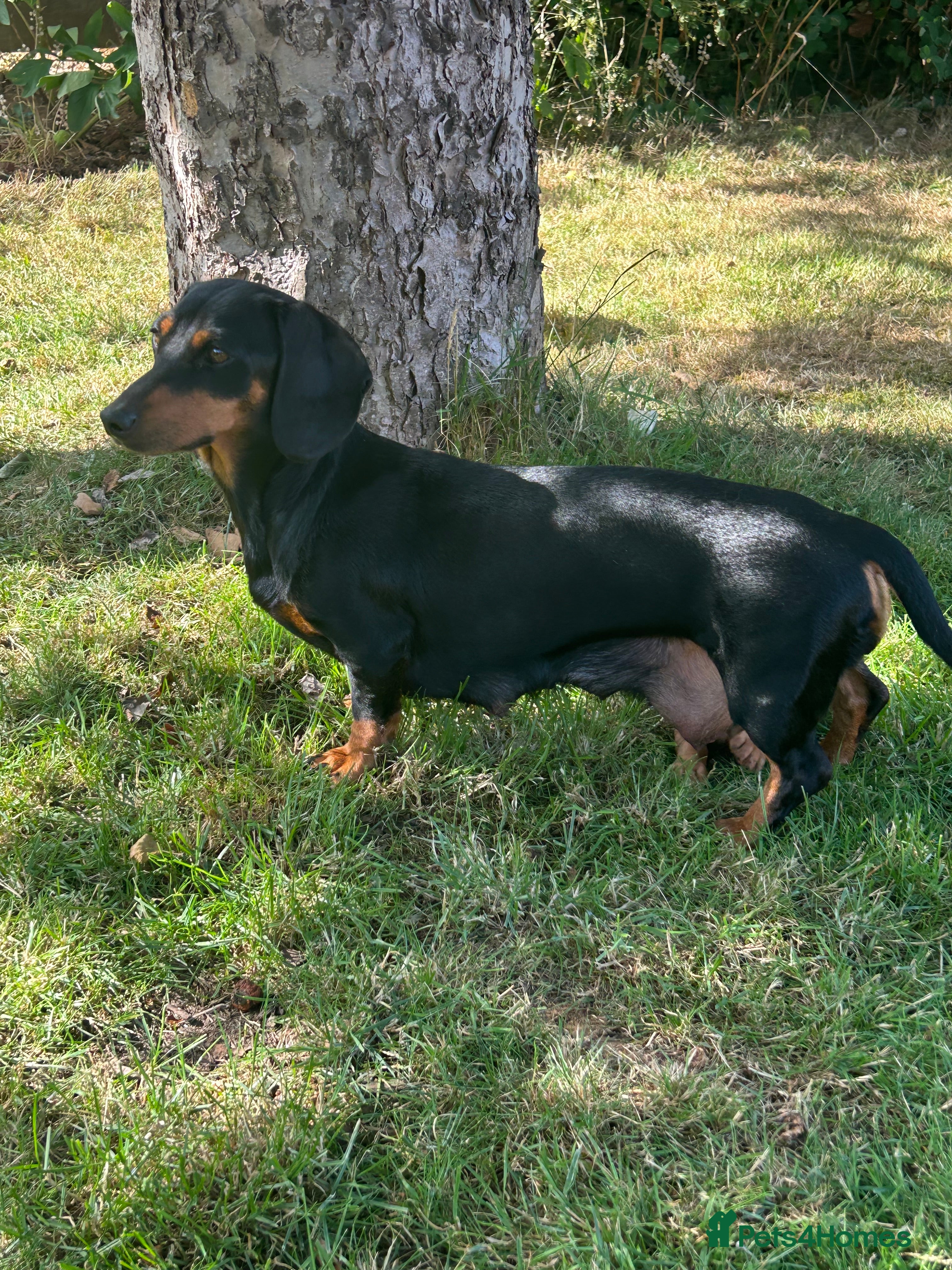 Miniature Dachshund dogs Miniature Dachshund Puppies Ready Now - Advert 1