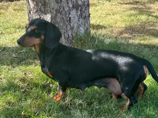 Miniature Dachshund dogs Miniature Dachshund Puppies Ready Now - Advert 1