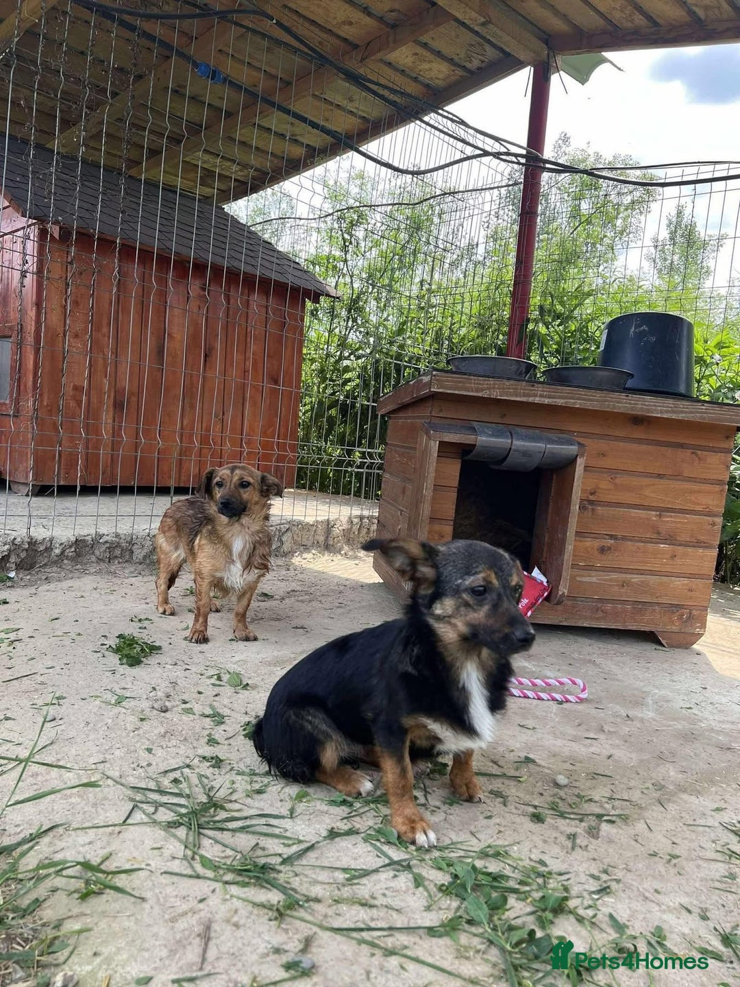 Mixed Breed dogs for adoption: Chilli - Norwich Norfolk  - Image 9