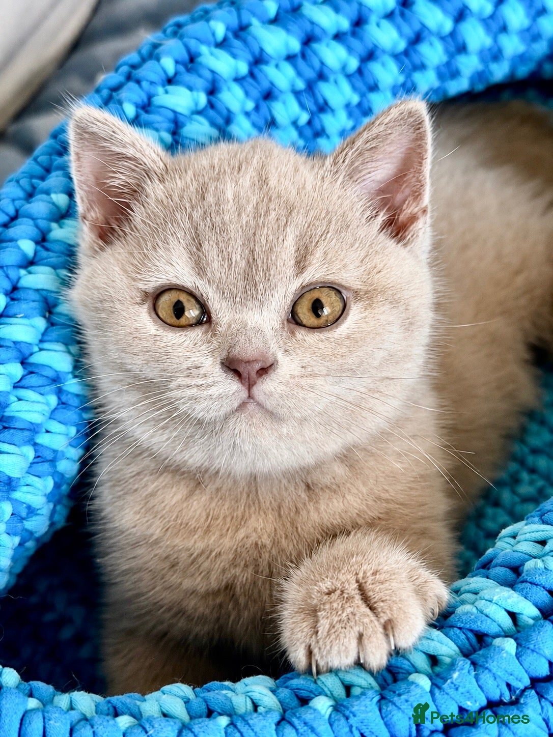 British Shorthair cats Beautiful BSH&BLH kittens Lilac&Blue - Advert 12