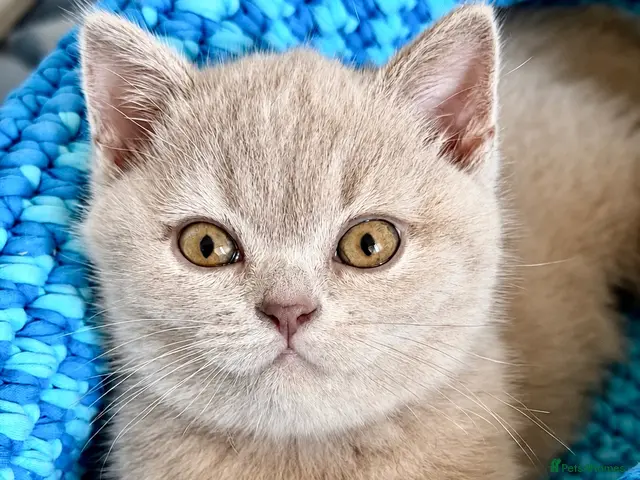British Shorthair cats for sale: Beautiful BSH&BLH kittens Lilac&Blue - Advert 9