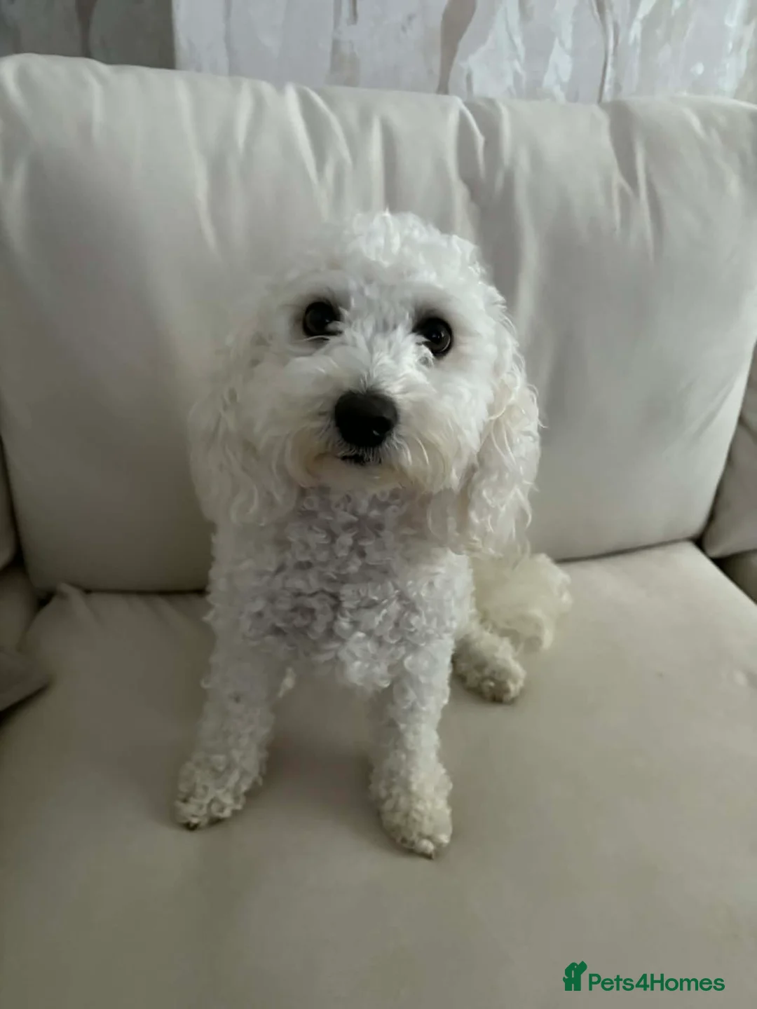 Bichon Frise dogs for sale: Daisy  - Advert 2