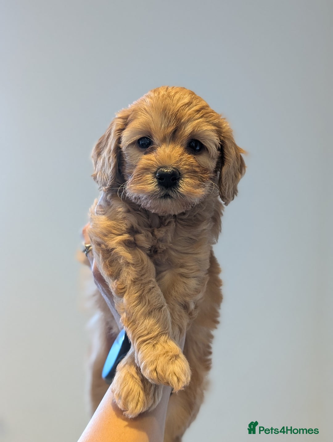 Mini Goldendoodle dogs for sale: Miniature F1BB Goldendoodle puppies  - Advert 4