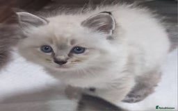 Ragdoll cats for sale: Gorgeous gccf reg Ragdoll kittens  - Image 11
