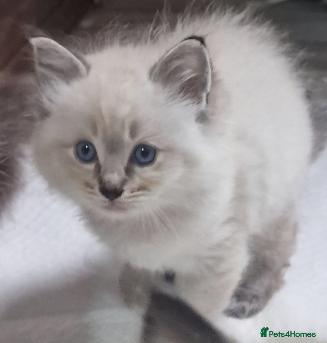 Ragdoll cats for sale: Gorgeous gccf reg Ragdoll kittens  - Image 11