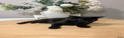 Mixed Breed cats for sale: Kitten - Advert 3