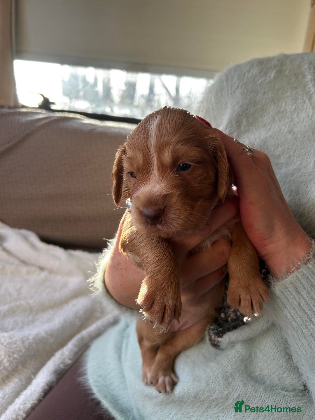 Cocker Spaniel dogs for sale: Gorgeous Guys & Gal - Advert 3