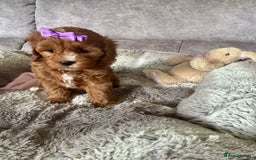 Cavapoo dogs for sale: Beautiful F1 Health Tested Red Cavapoo Puppies  - Image 11