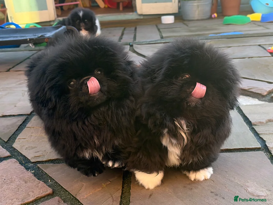 Pekingese dogs for sale: Biggiwigs Pekingese availability Last two boy pups - Advert 1