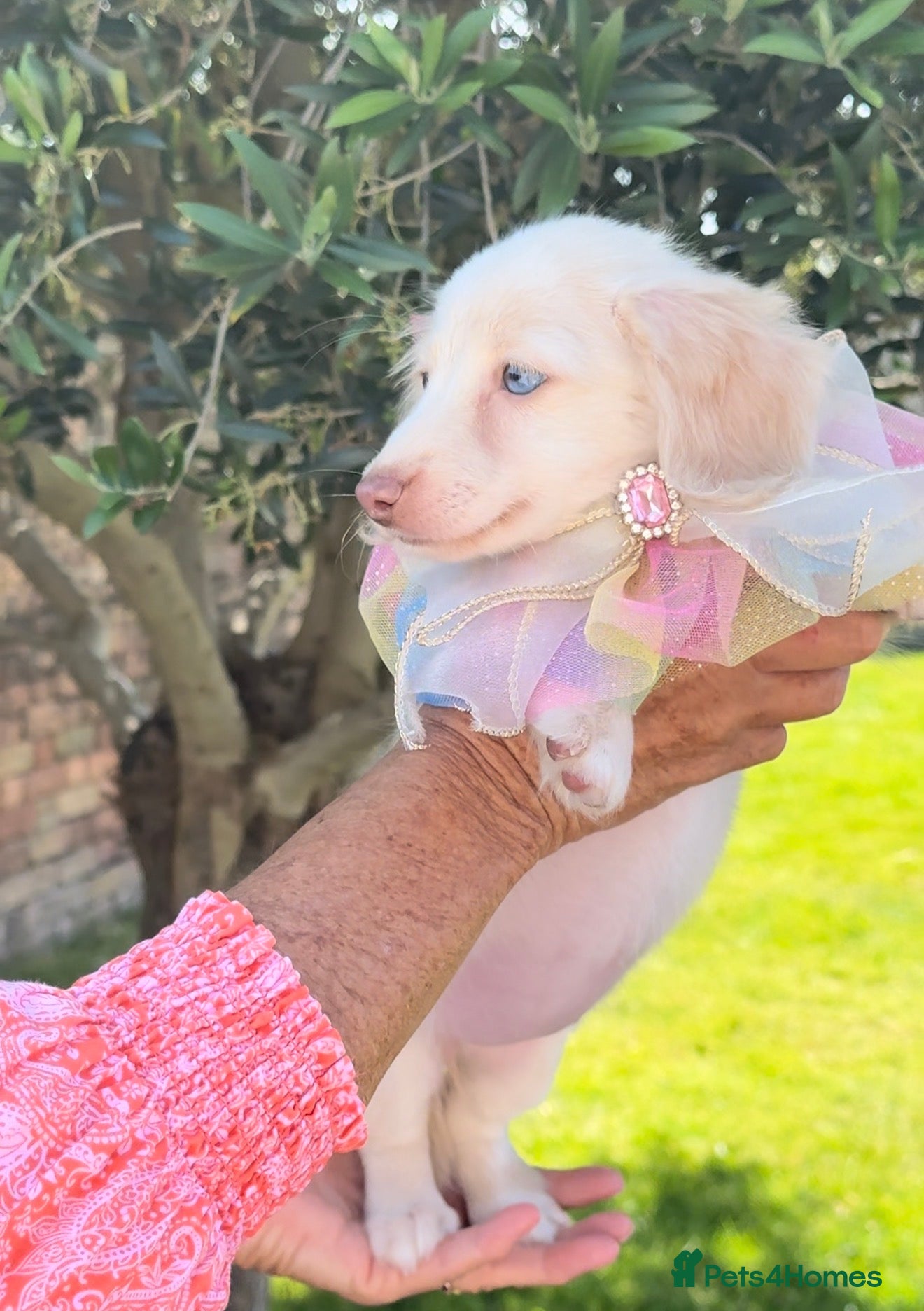 Miniature Dachshund dogs LONGHAIRED MINIATURE DACHSHUNDS  - Advert 2