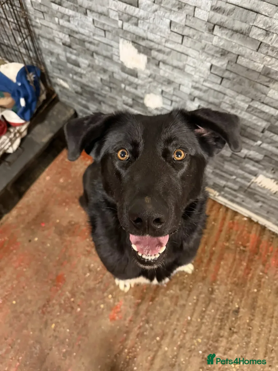 Mixed Breed dogs for adoption: Jess  - Advert 1