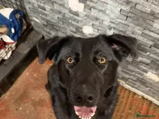 Mixed Breed dogs Jess - Advert 17