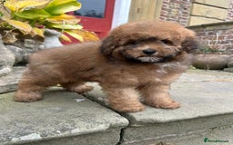 Toy Poodle dogs for sale: Beautiful KC Reg. Small Toy Poodle Puppies - Image 16