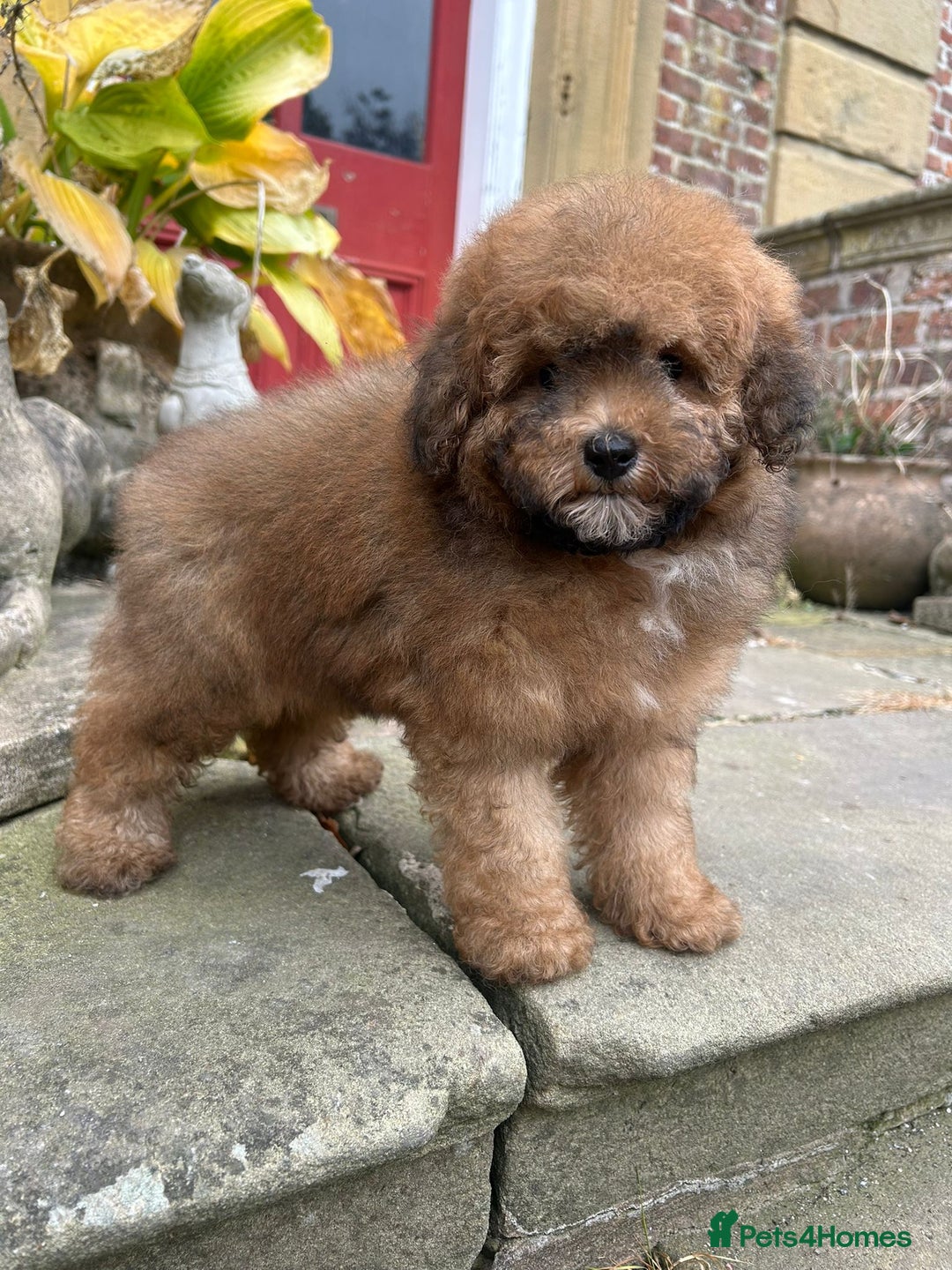 Toy Poodle dogs for sale: Beautiful KC Reg. Small Toy Poodle Puppies - Image 16