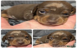 Miniature Dachshund dogs for sale: Quality KC/PRA clear Miniature Dachshund Puppies  - Image 16