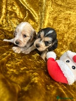 Cocker Spaniel dogs KC registered, health tested, Show cocker spaniels - Advert 4