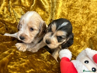 Cocker Spaniel dogs KC Show cocker spaniels - Advert 3