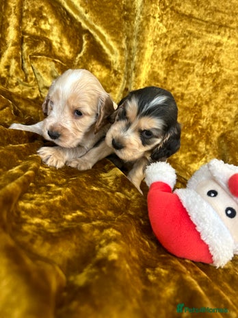 Cocker Spaniel dogs KC Show cocker spaniels - Advert 3