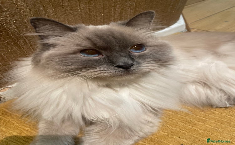 Ragdoll cats - Advert 10