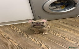 French Bulldog dogs for sale: KC reg French bulldog boy for rehoming  - Image 3