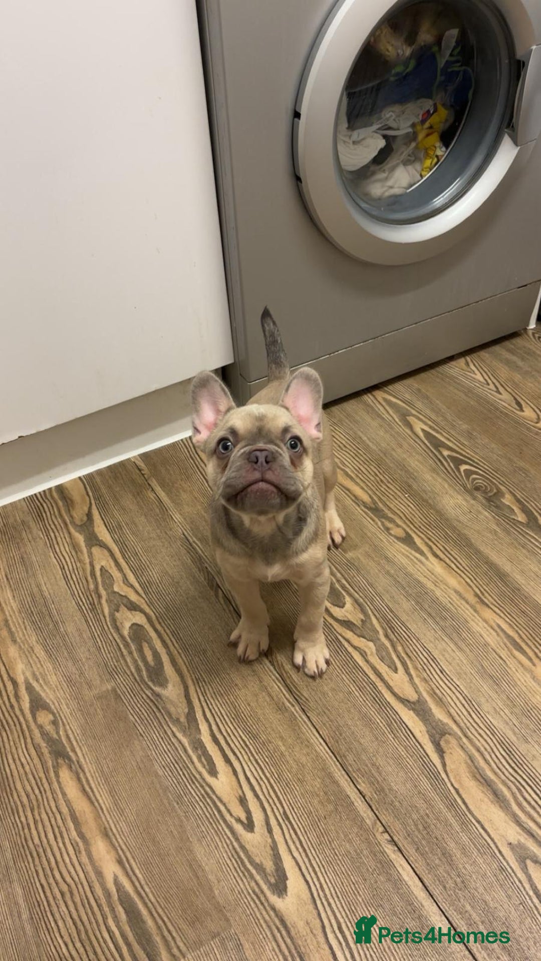French Bulldog dogs for sale: KC reg French bulldog boy for rehoming  - Image 3