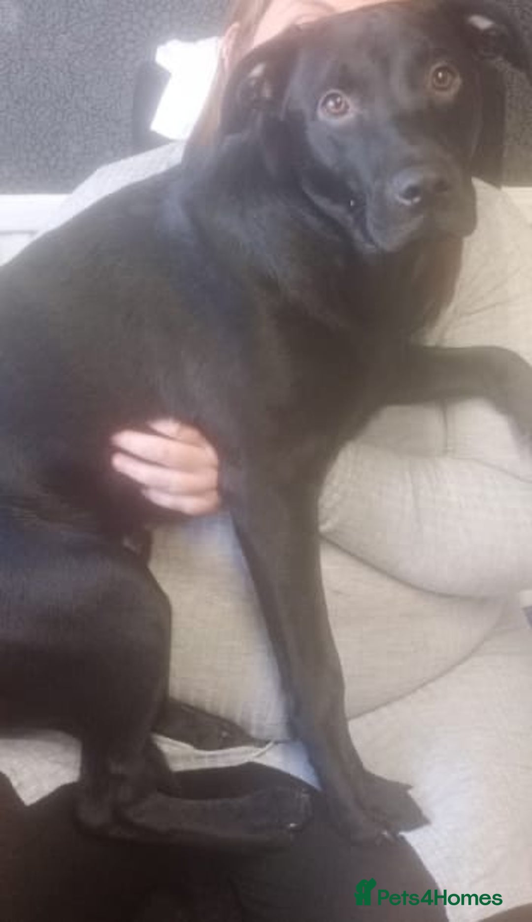 Mixed Breed dogs for sale: Staffy cross labrador - Image 1