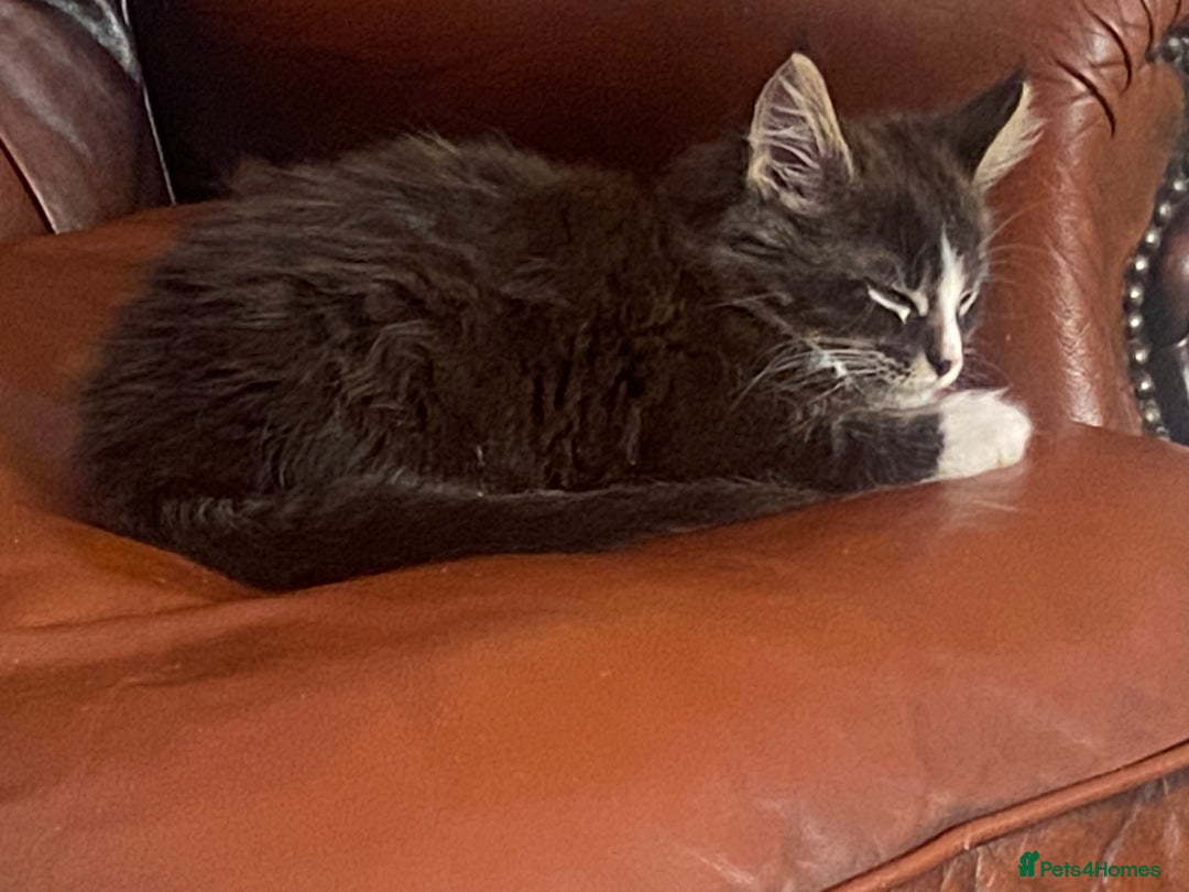 Maine Coon cats for sale: One maincoone boy  - Image 2