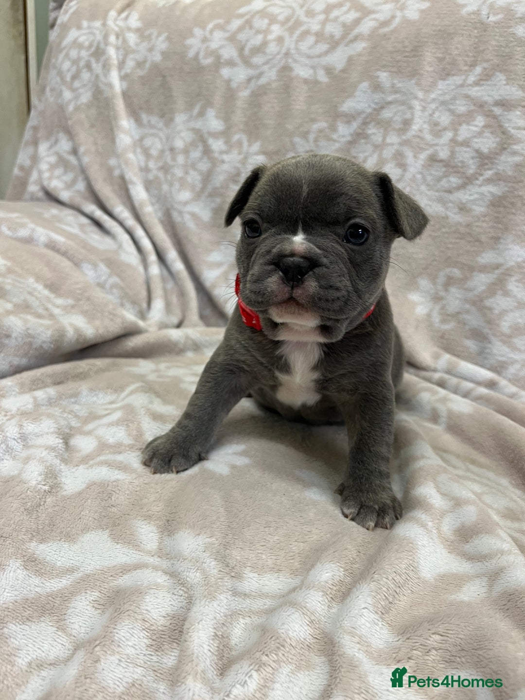 French Bulldog dogs for sale: Lovely Frenchies  - Advert 19