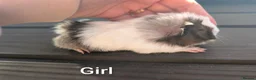 Guinea Pig rodents for sale: Funky babies  in Washington - Advert 10