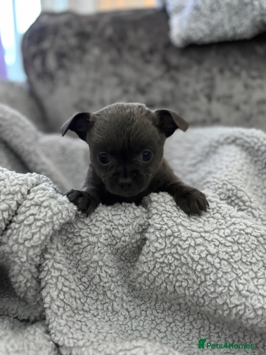 Chihuahua dogs for sale: Last boy KC REG chihuahua Champ/russian READY NOW - Advert 11