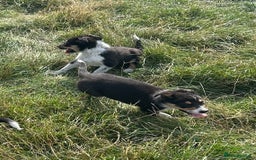 Border Collie dogs for sale: Border collie puppies  - Image 10