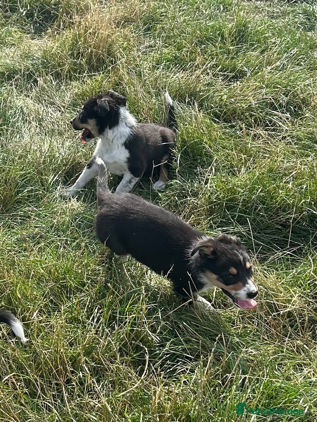 Border Collie dogs for sale: Border collie puppies  - Image 10