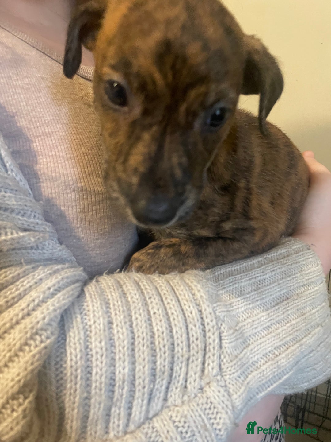 Lurcher dogs for sale: Greyhound/deerhound brindle lurchers - Advert 32