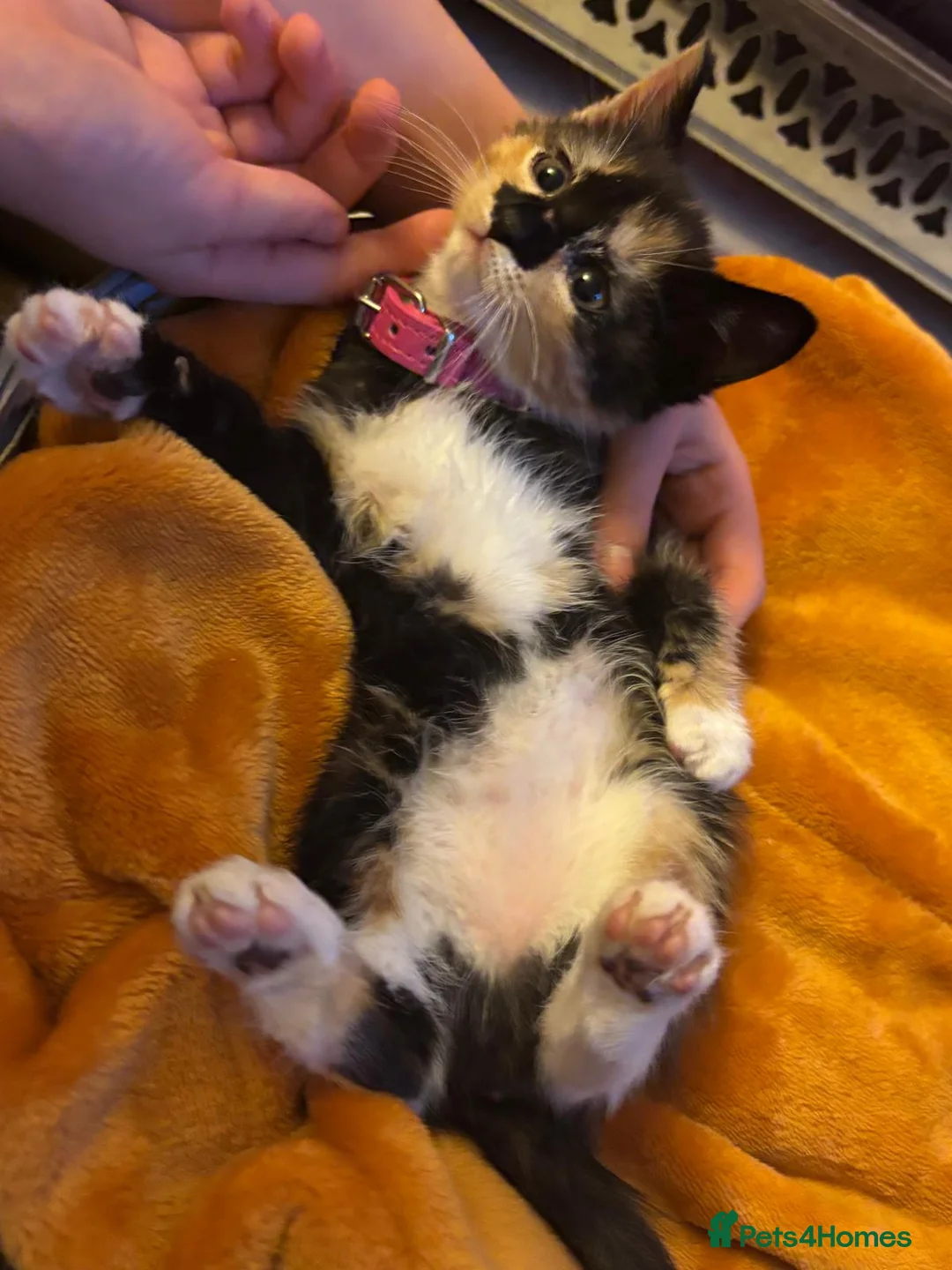 Mixed Breed cats for sale: Beautiful super fluffy mixed breed kittens - Advert 23