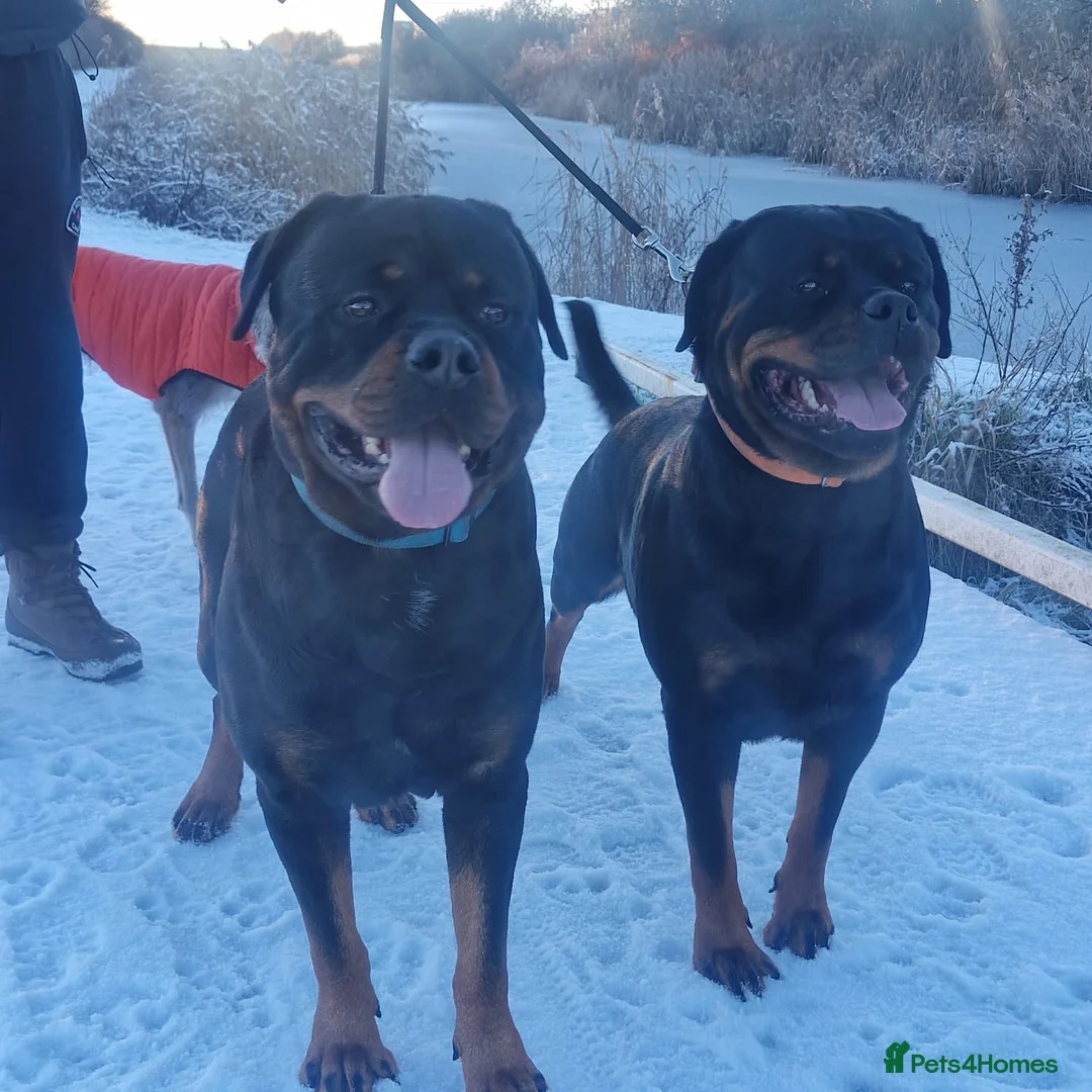 Rottweiler dogs for sale: LEGACY'S IN THE MAKING!! REX & MAGIC - Advert 14