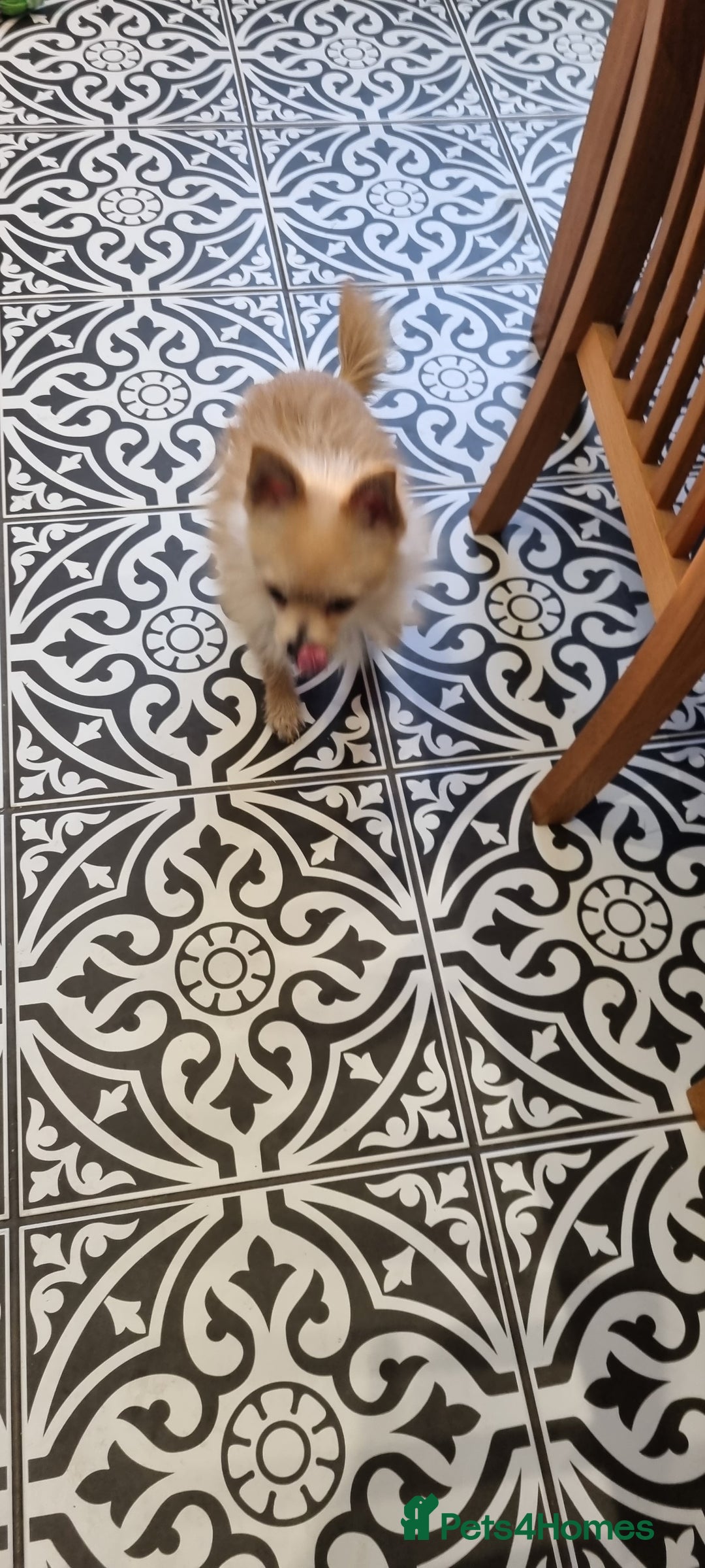 Pomchi dogs for sale: 2 year old Pomchi boy - Advert 3