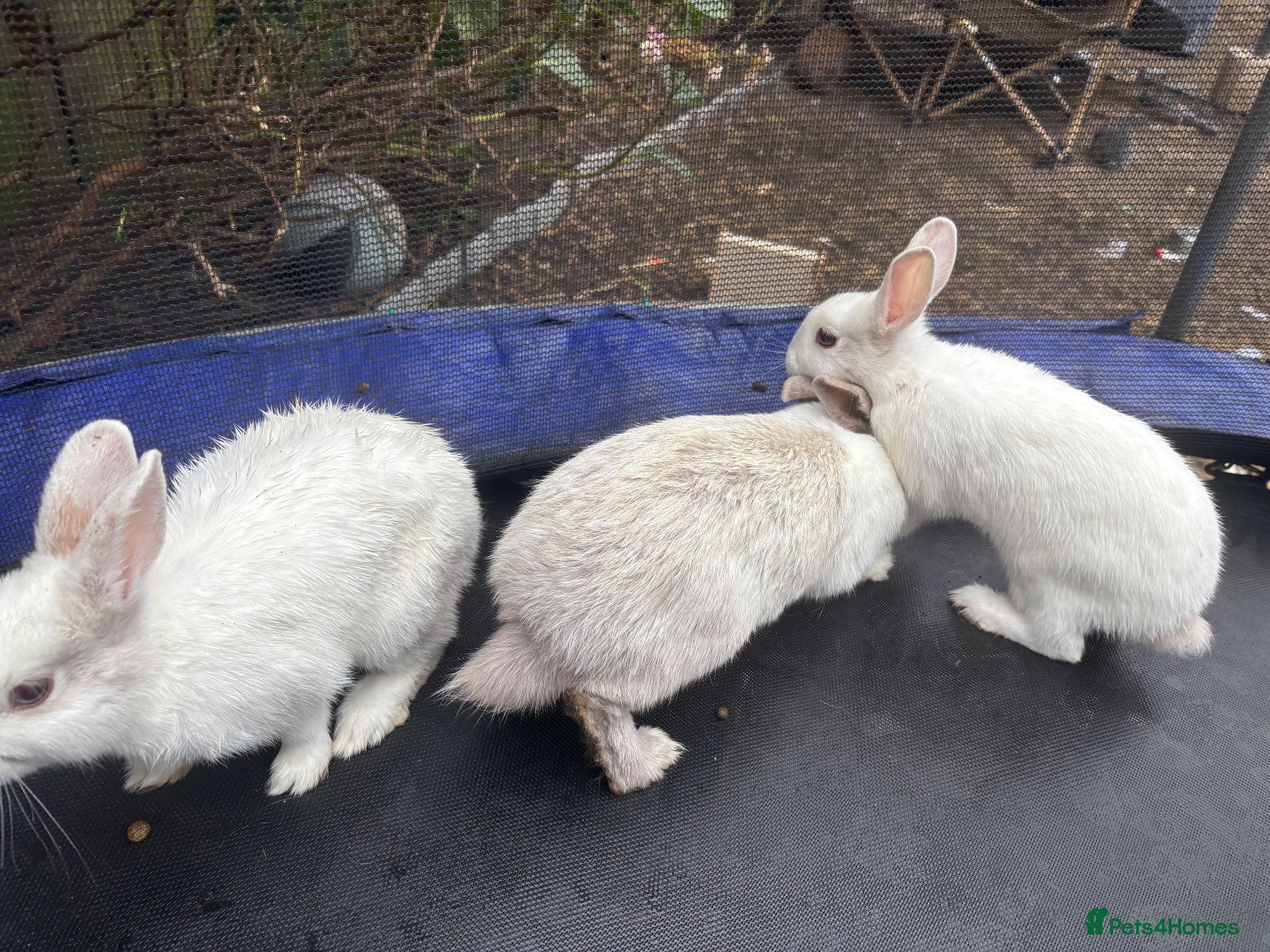 Mixed Breed rabbits White rabbits for sale - Advert 1