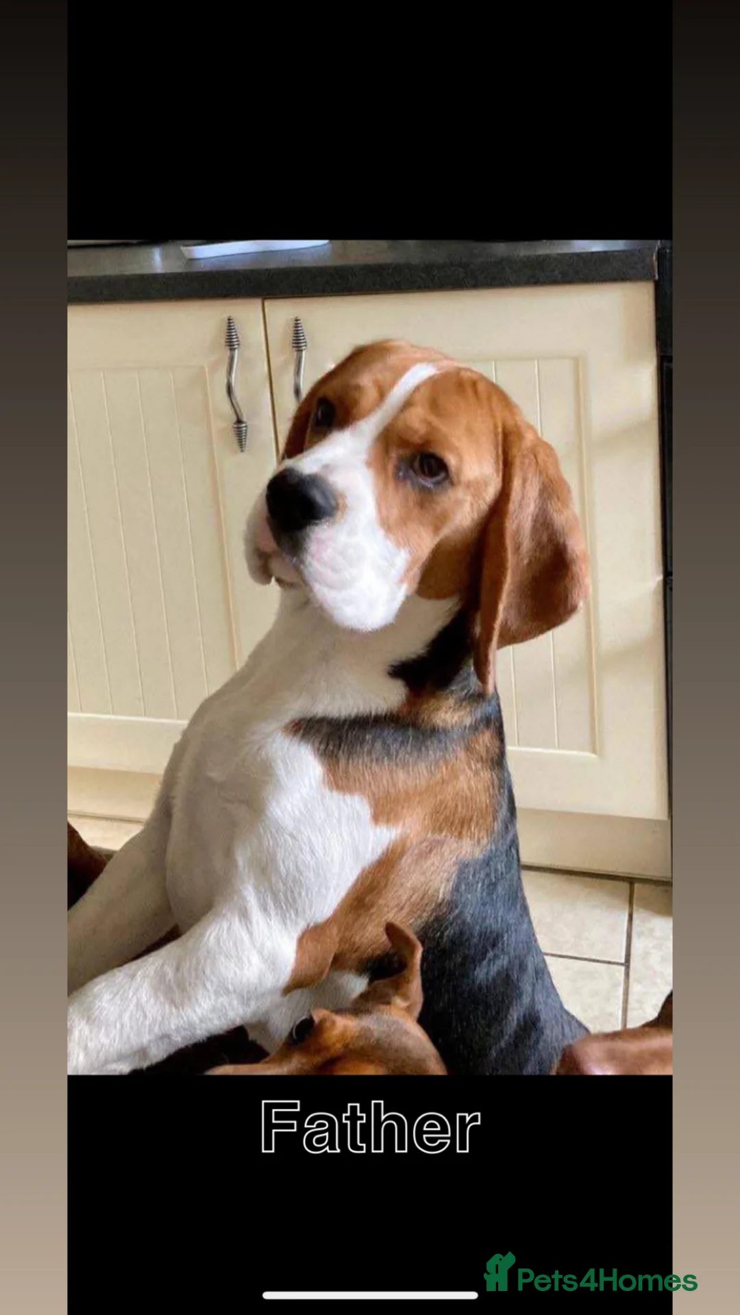 Beagle dogs for sale: Gorgeous tricolour beagle puppies for sale!  - Advert 2