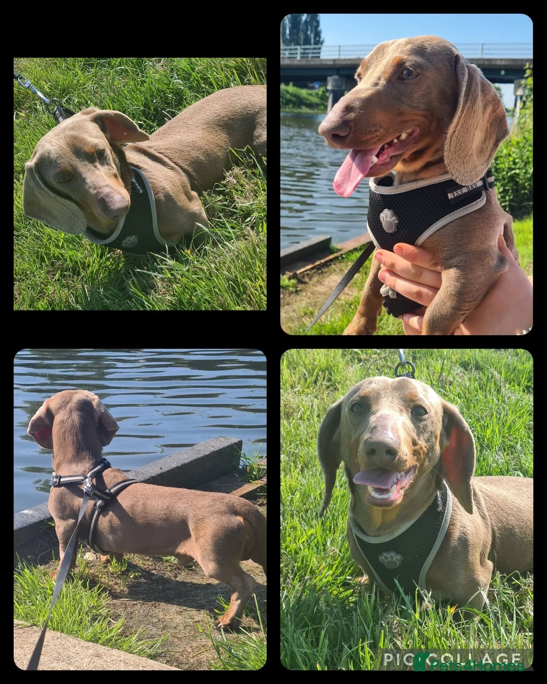 Mixed Breed dogs for sale: Patterjack x daxie 2 boys 2 girls available  - Advert 24