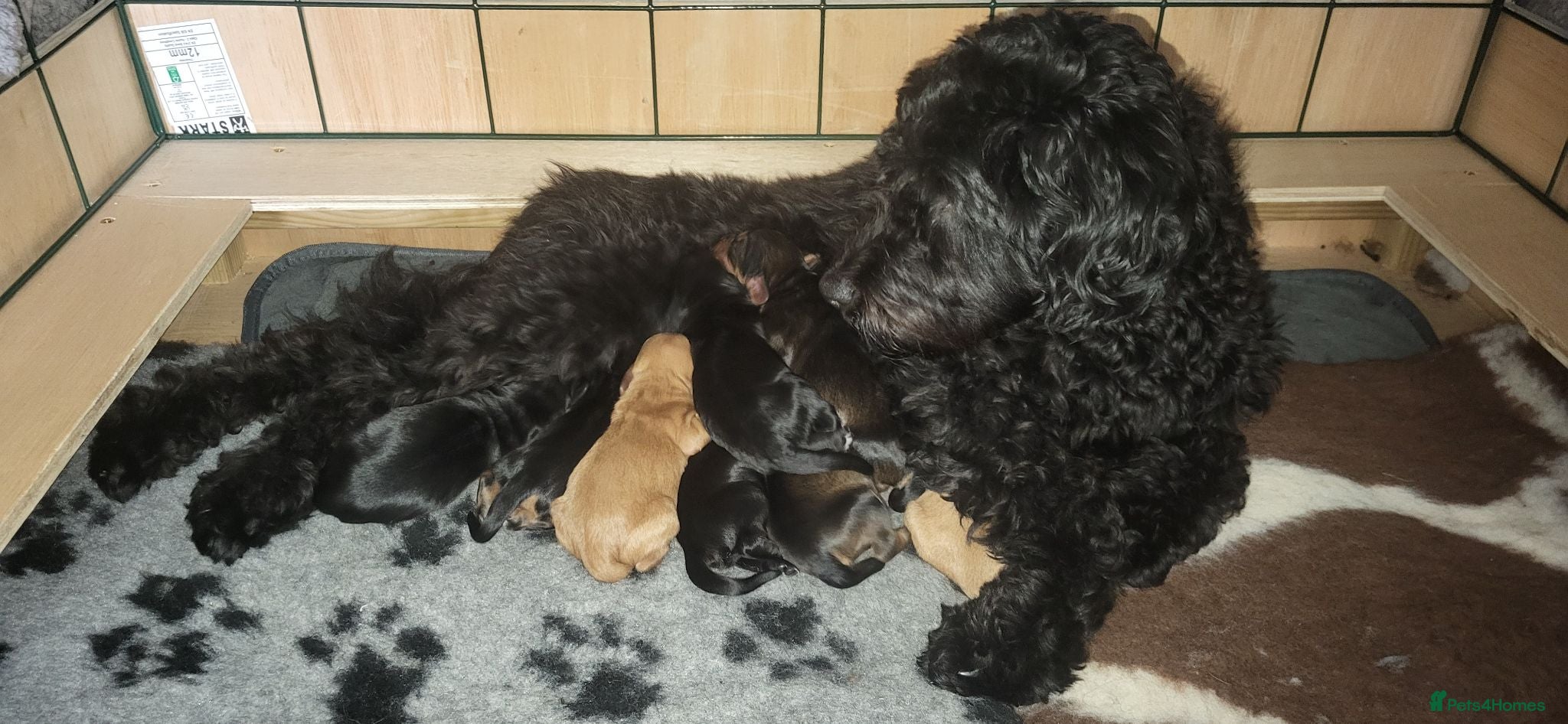 Mixed Breed dogs Sproodle puppies  - Advert 1