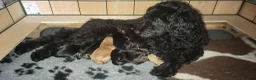 Mixed Breed dogs for sale: Sproodle puppies  in Sheringham - Advert 1