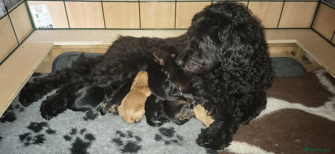 Mixed Breed dogs for sale: Sproodle puppies  in Sheringham - Advert 1