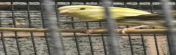 Mixed Breed birds for sale: Cannry and cage  - Advert 4