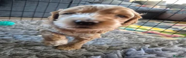 Cockapoo 8