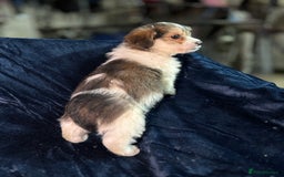 Mixed Breed dogs for sale: 3/4 spaniels 1/4 jack Russel puppy’s 🩷 - Image 22